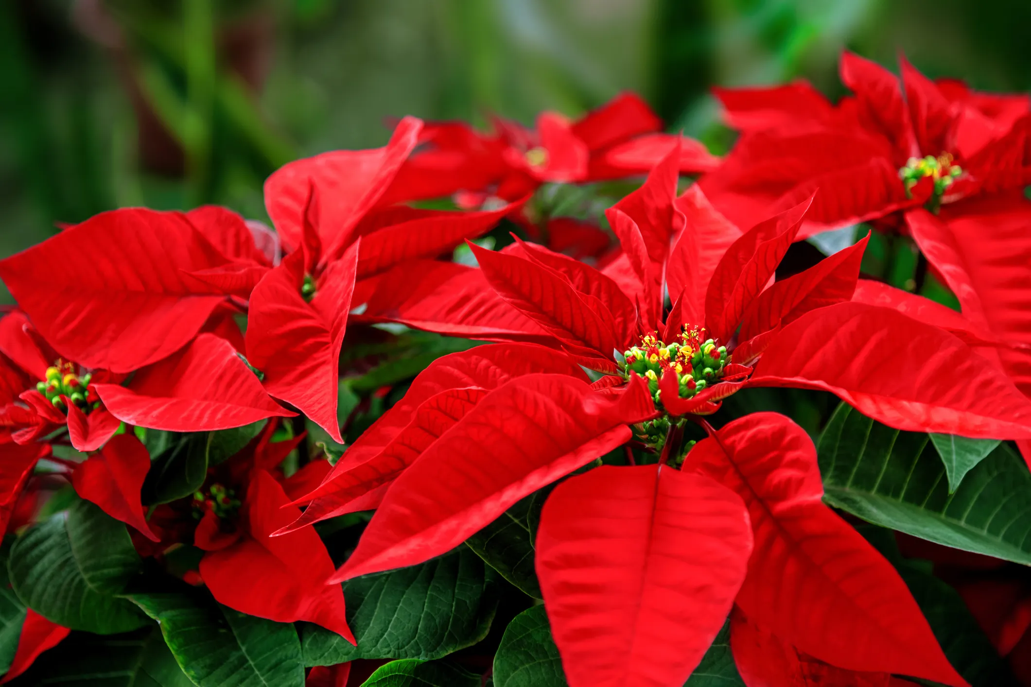 Prendre soin des poinsettias : de nombreuses personnes font une erreur en les achetant