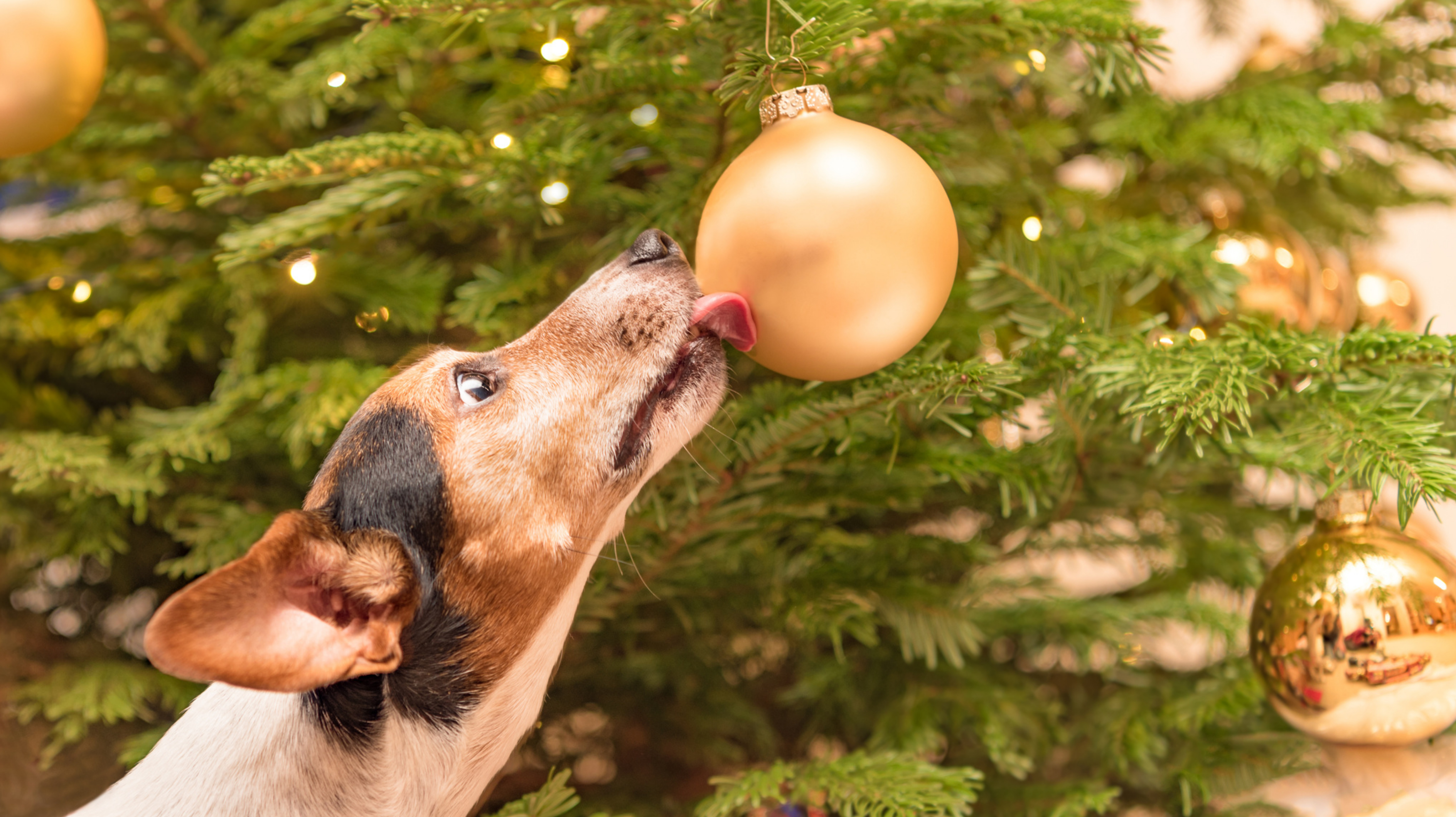 Noël avec les chiens, les chats et autres : des dangers se cachent ici !