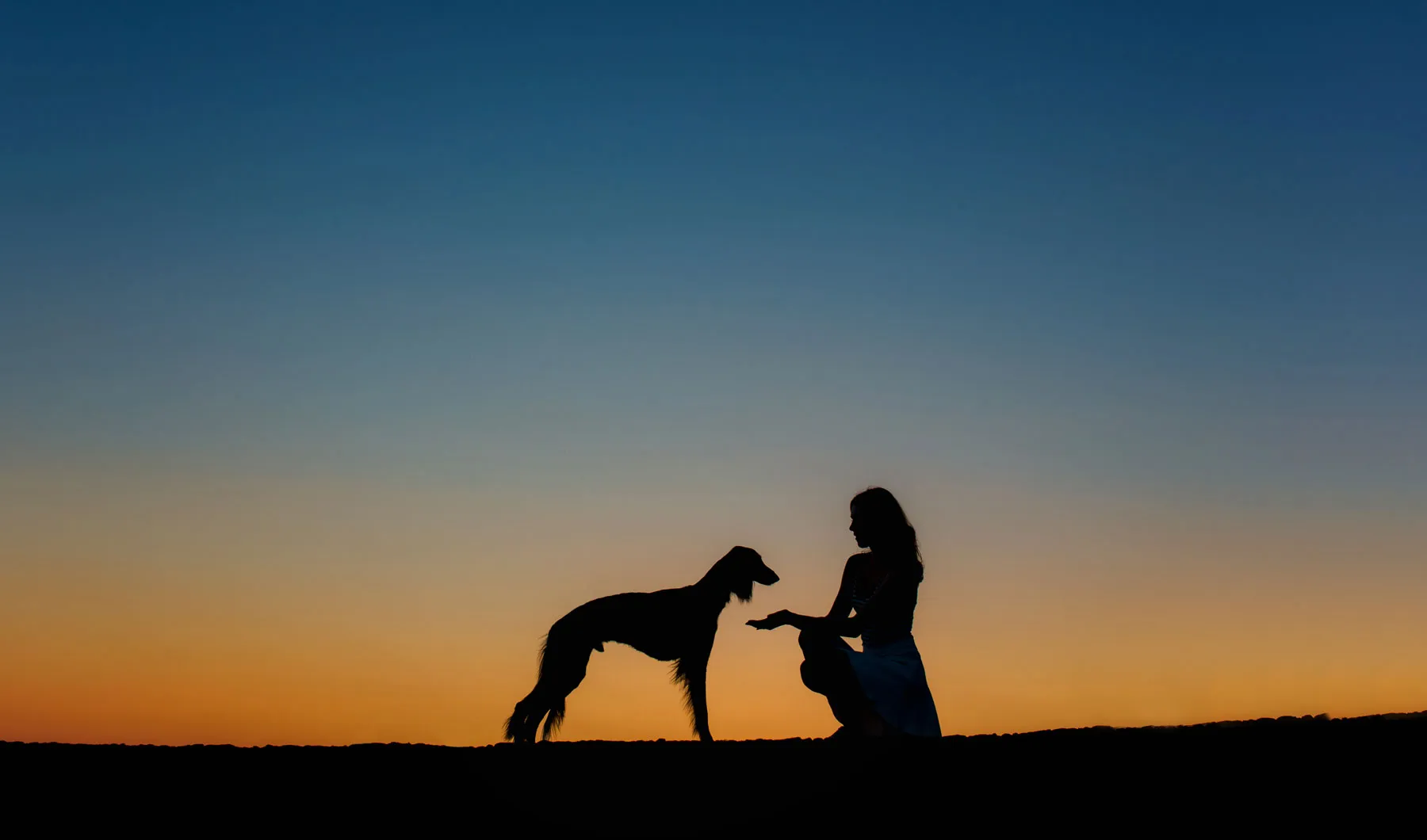 Interprétation des rêves : voici ce que le motif du rêve de chien peut dire de vous