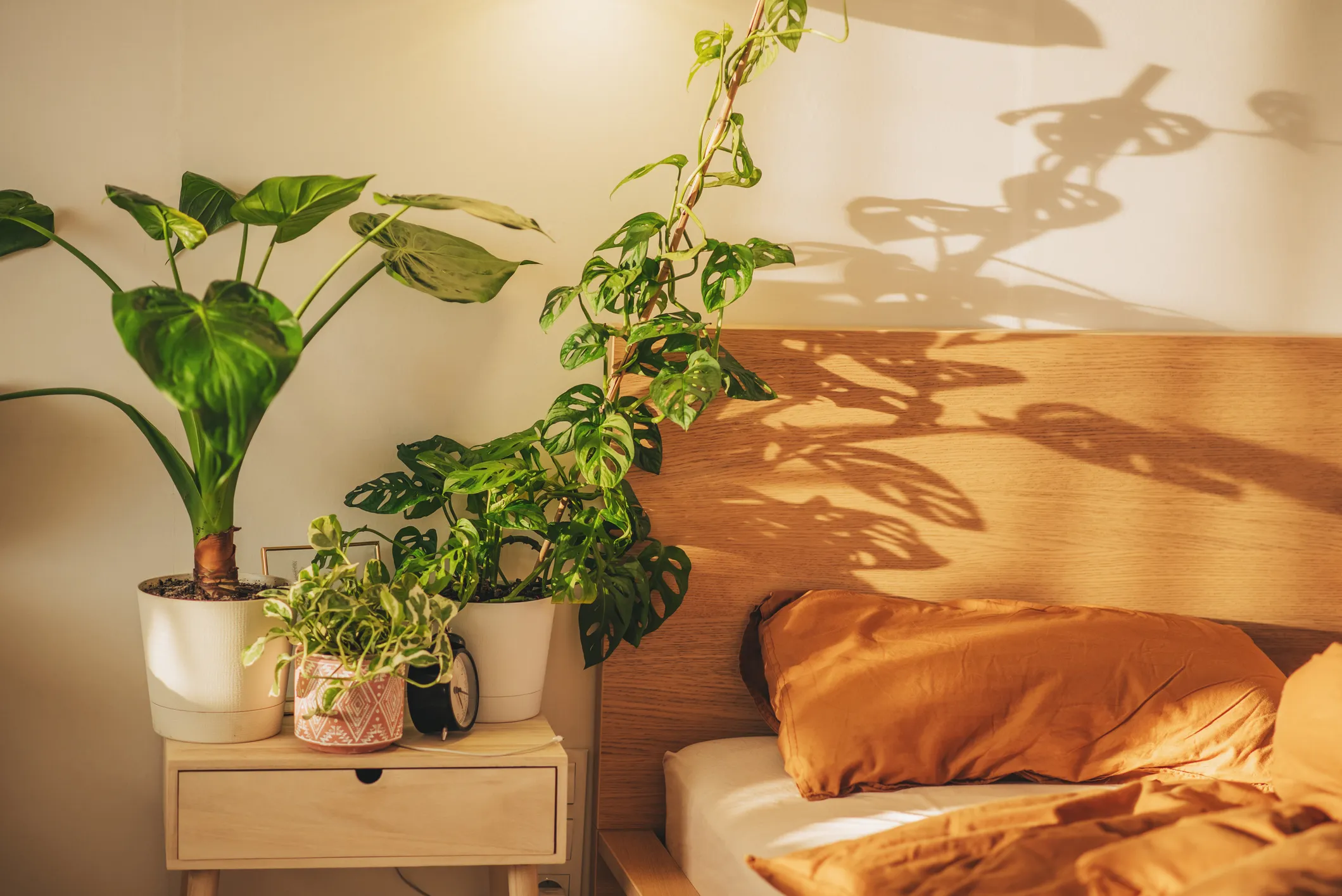 Plantes pour la chambre : Ces 7 plantes d’intérieur améliorent le climat intérieur