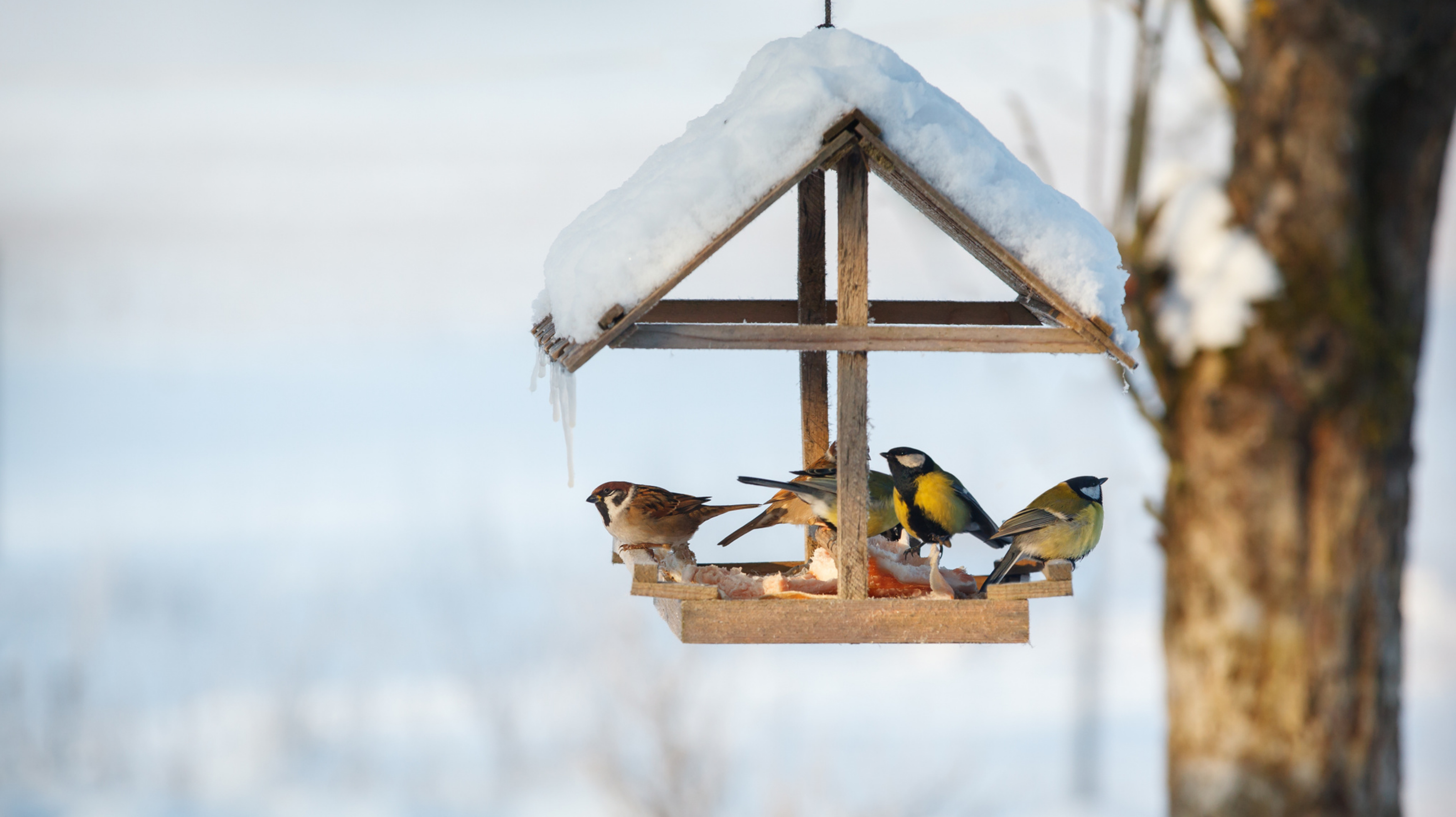 Nourrir les oiseaux en hiver : vous devriez éviter ces erreurs (selon les experts)