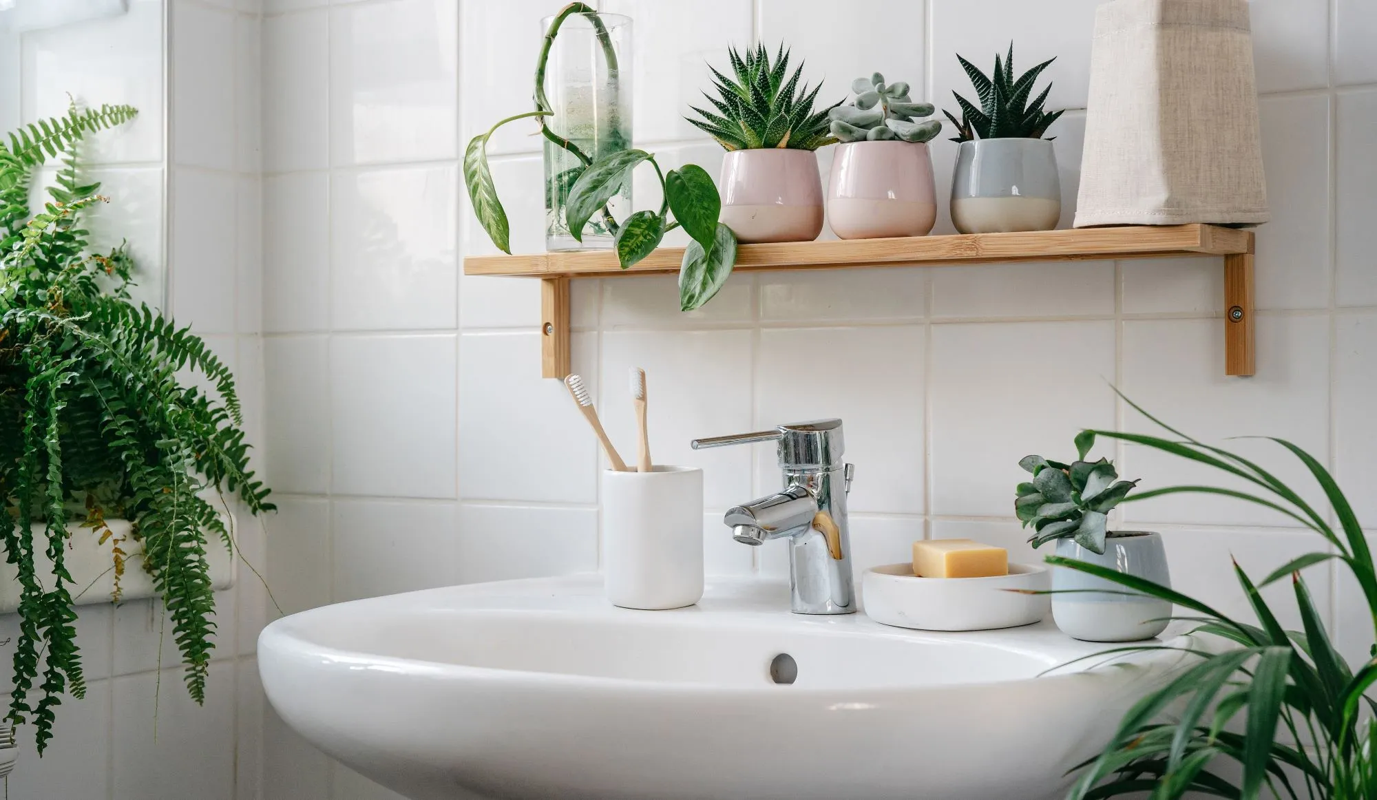 Plantes pour la salle de bain : ces plantes d’intérieur préviennent la moisissure