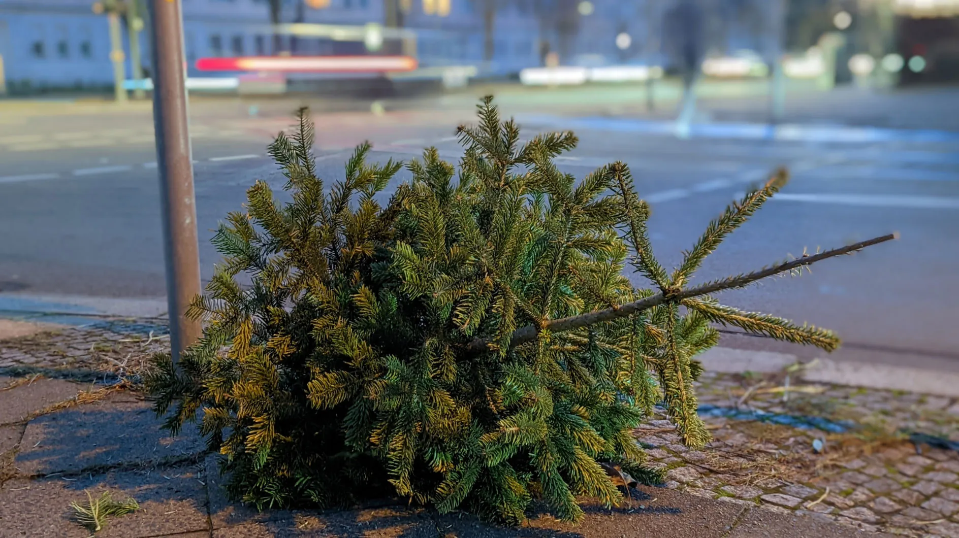 Belle alerte ! Vous n'êtes PAS autorisé à jeter votre sapin de Noël ici