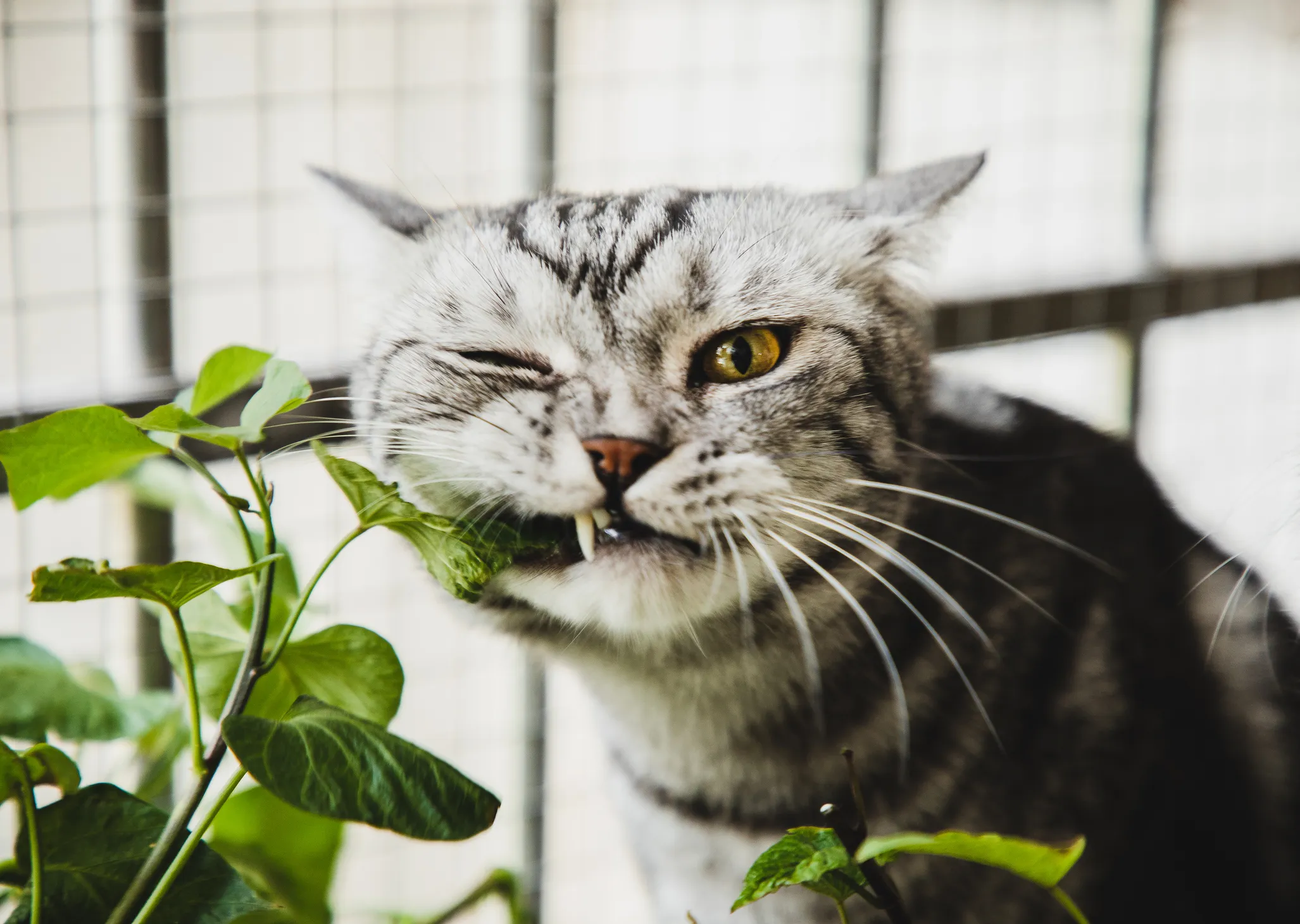 Attention : ces plantes d'intérieur populaires sont toxiques pour les chats