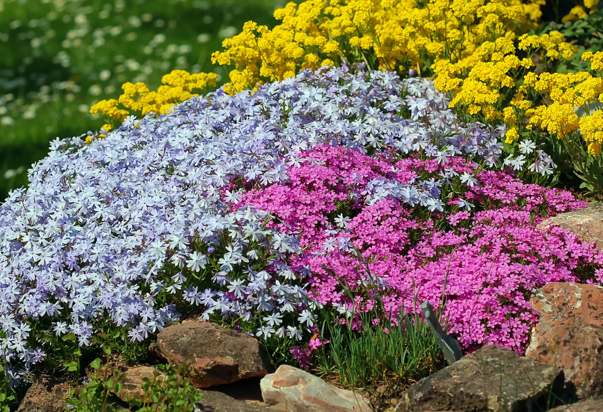 Contre les mauvaises herbes et les coins de terre: le plus beau couvercle de terrain à fleurs