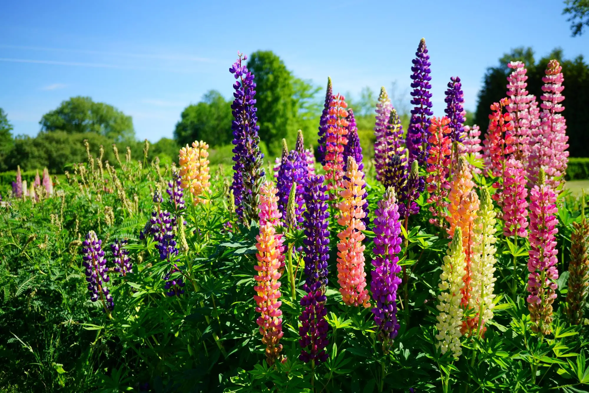 Vous allez détruire votre jardin avec ces 3 plantes (le laurier-cerise est inclus)