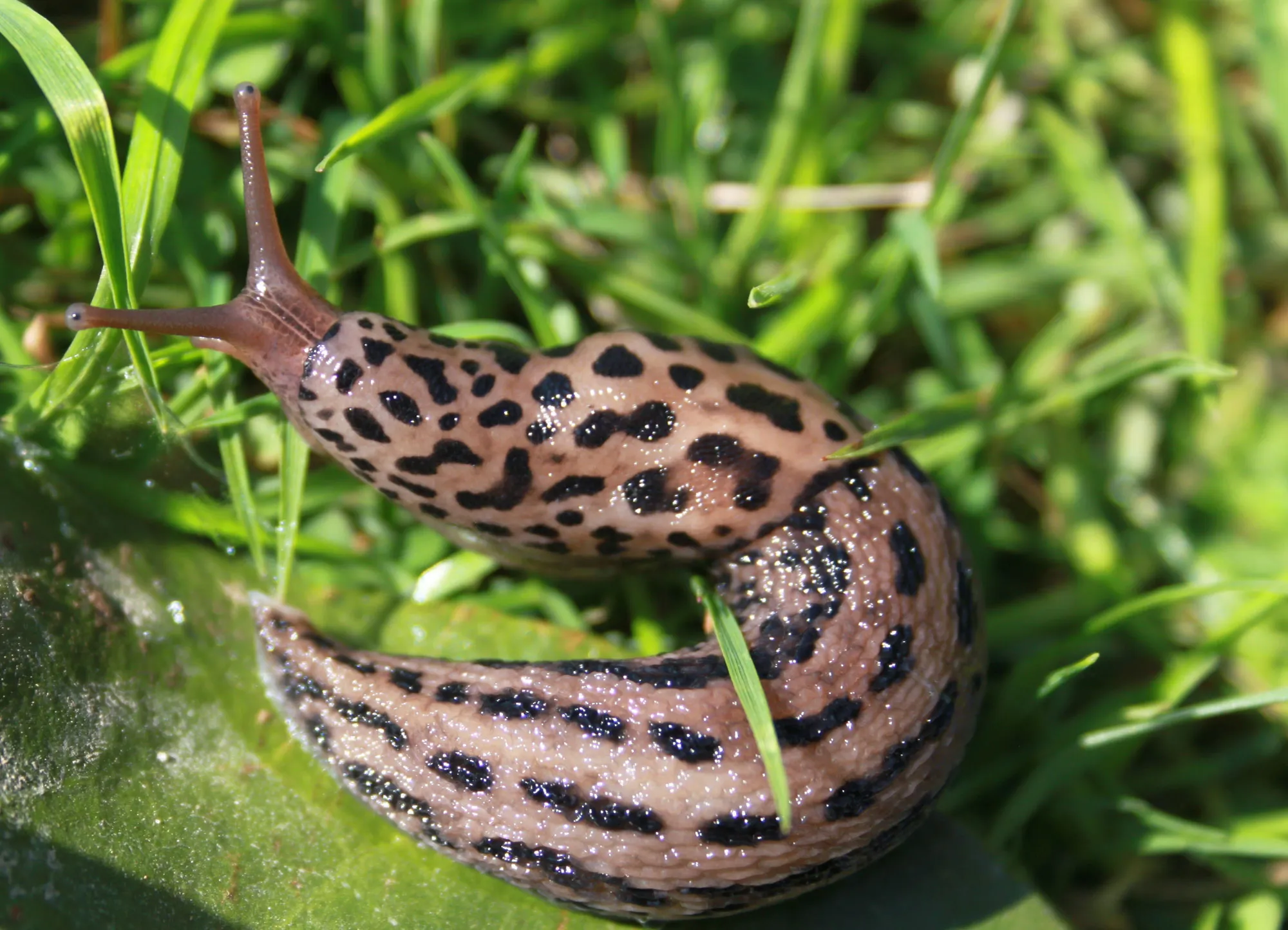 Tiger Snails: The Big Cat Snail est le jackpot du jardin