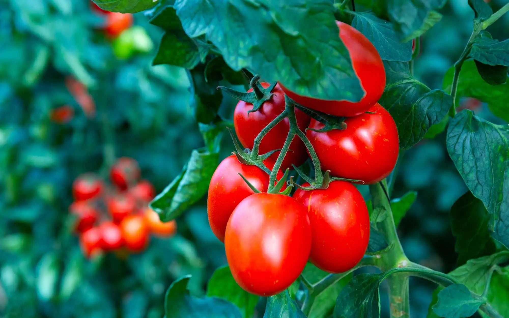 Mieux que les produits chers: les éleveurs de tomates jurent par engrais de deux ingrédients simples