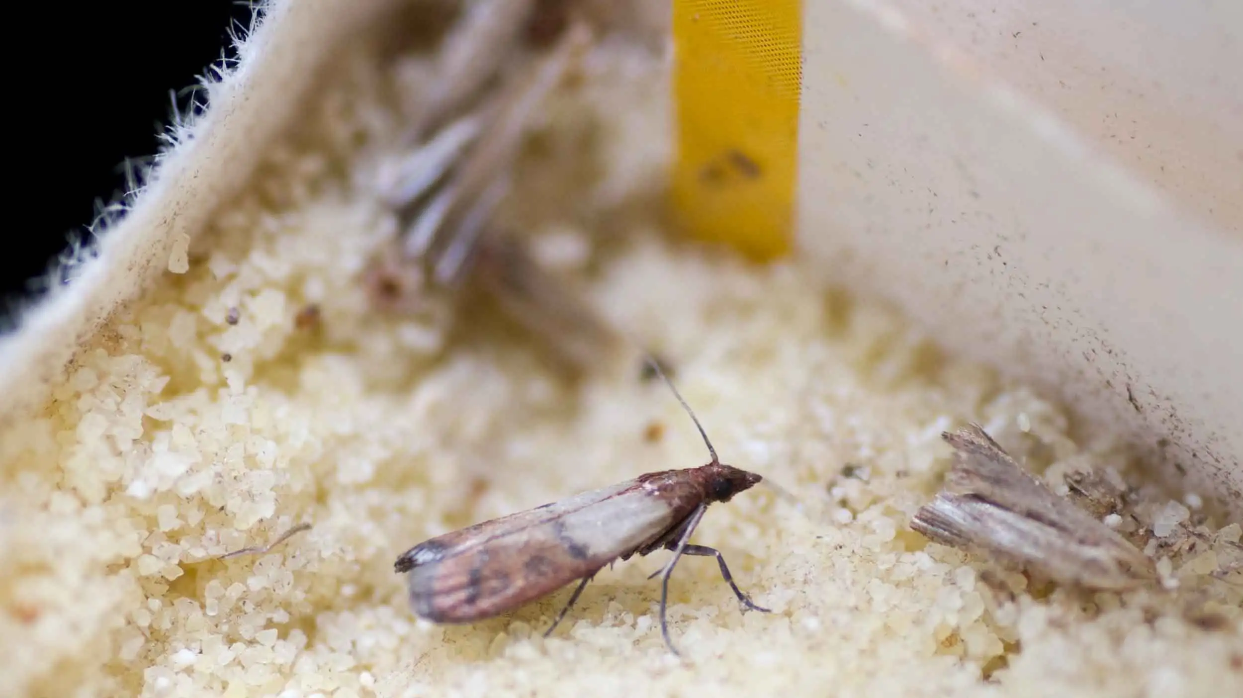 Nuisibles dans la cuisine : voici comment vous débarrasser des mites, des triboptères de la farine, etc.