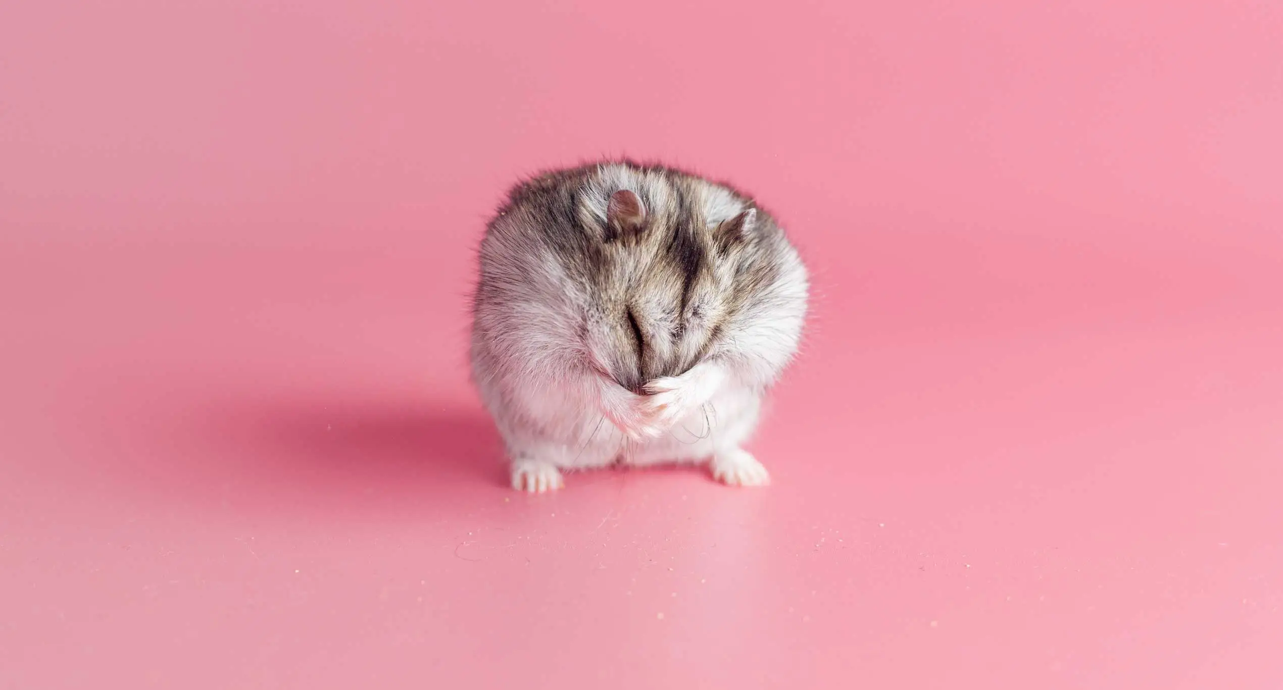 Doux, mais problématique: 5 raisons pour lesquelles les hamsters ne sont pas de bons animaux de compagnie pour les enfants