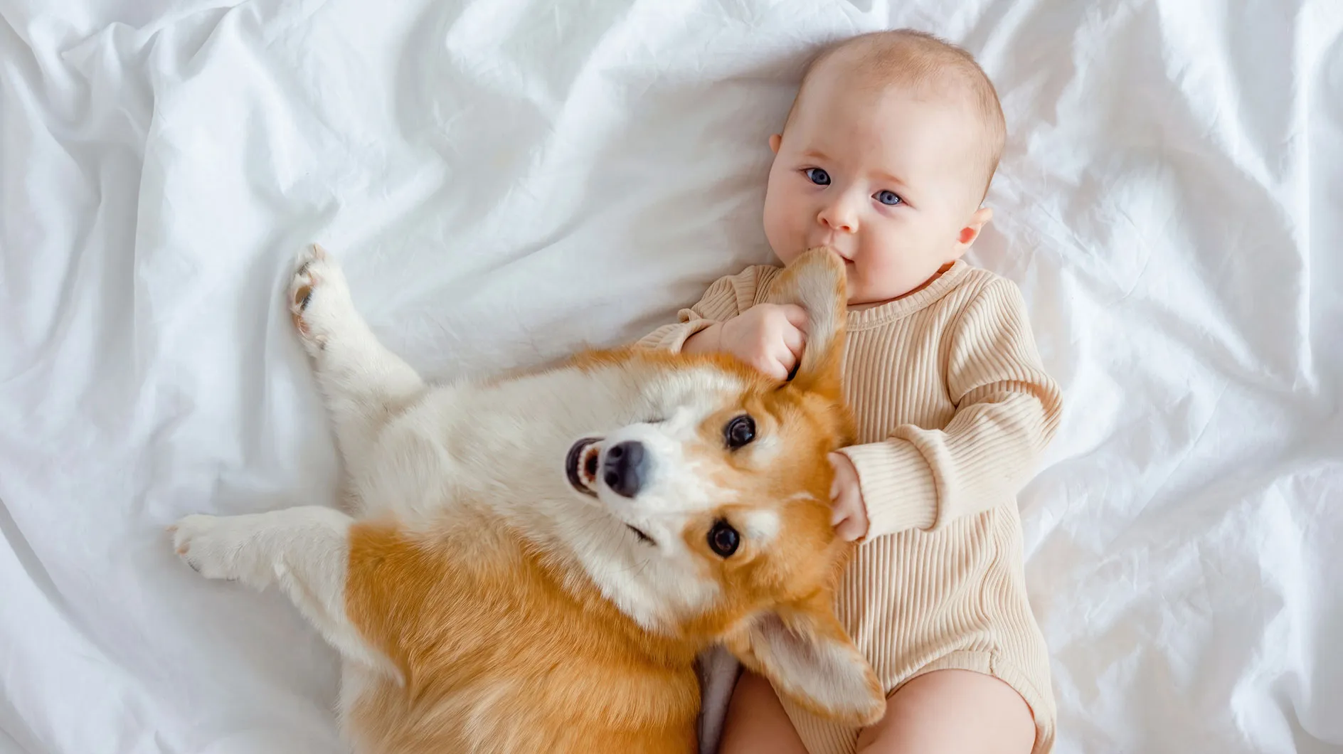 Bébé et animal de compagnie: 6 règles d'or pour une coexistence pacifique