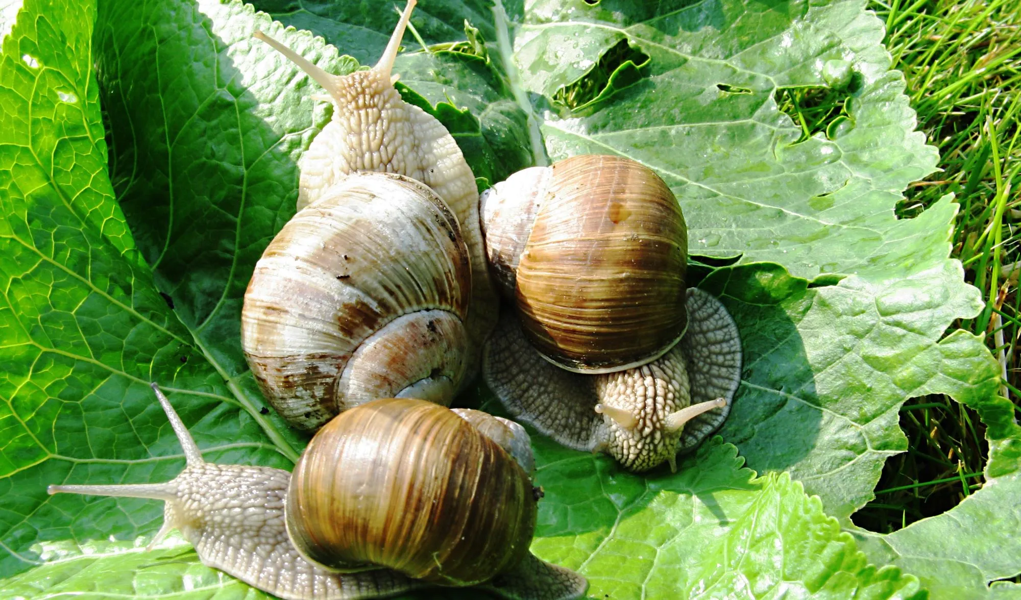 Ne vous battez pas: ces 3 escargots sont de vrais super-héros dans le jardin