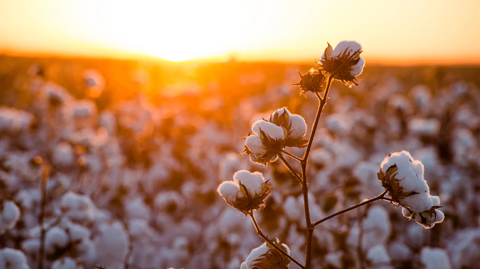 Elégant et léger : le parfum coton poudré de Rossmann