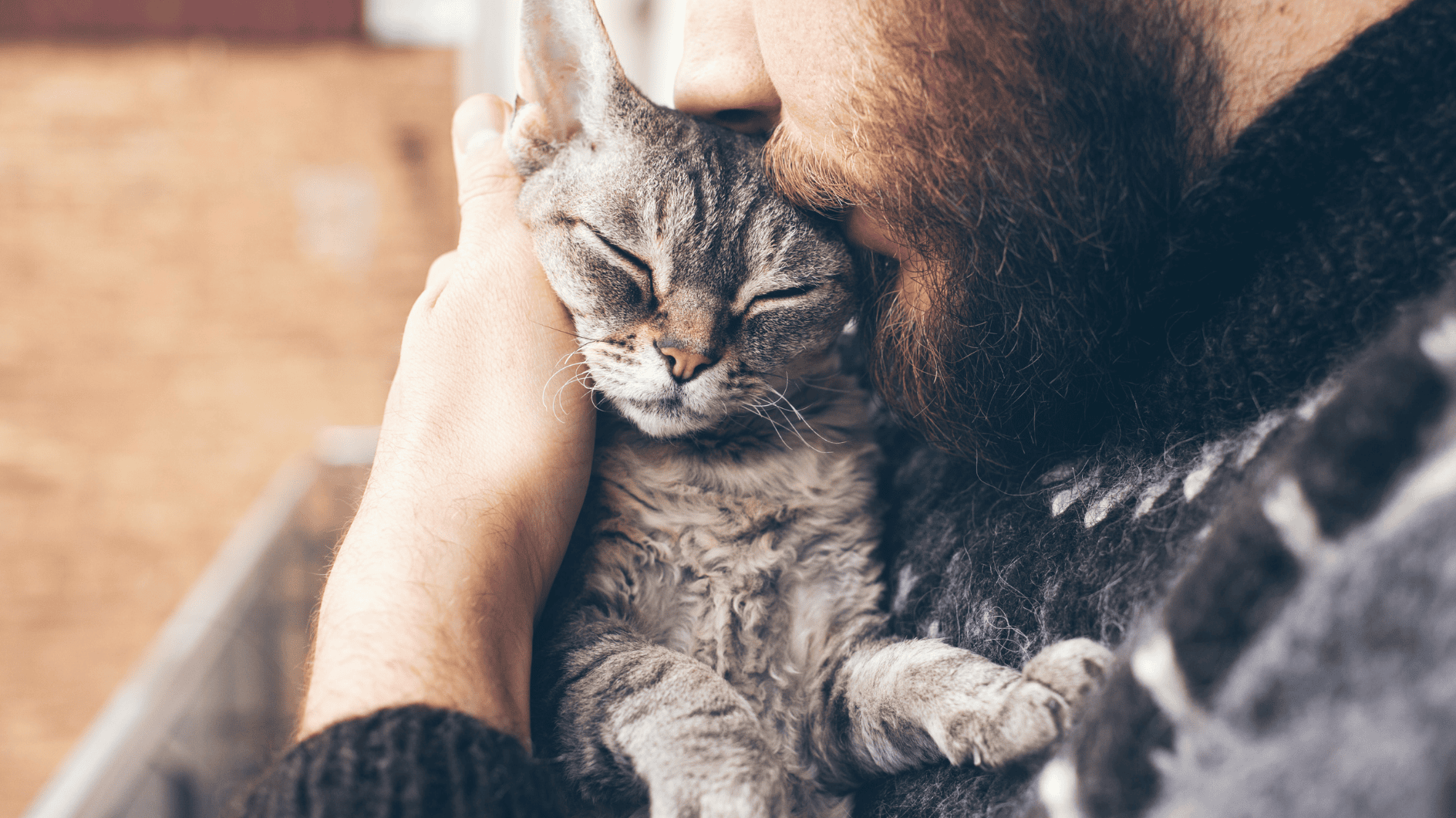 Ronronner, donner des têtes et plus : voici comment votre chat dit "Je t'aime"