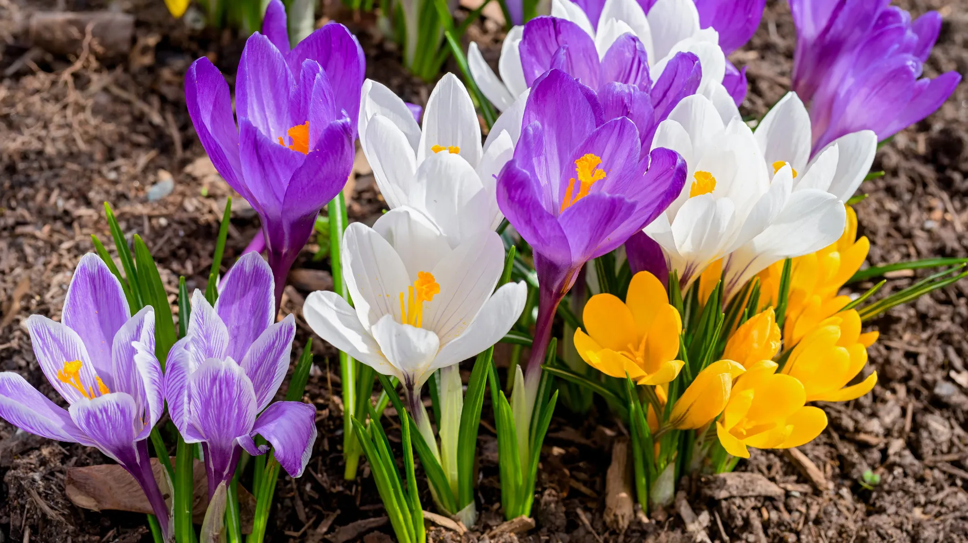 Dernière chance : vous pouvez encore planter ces bulbes à fleurs en janvier