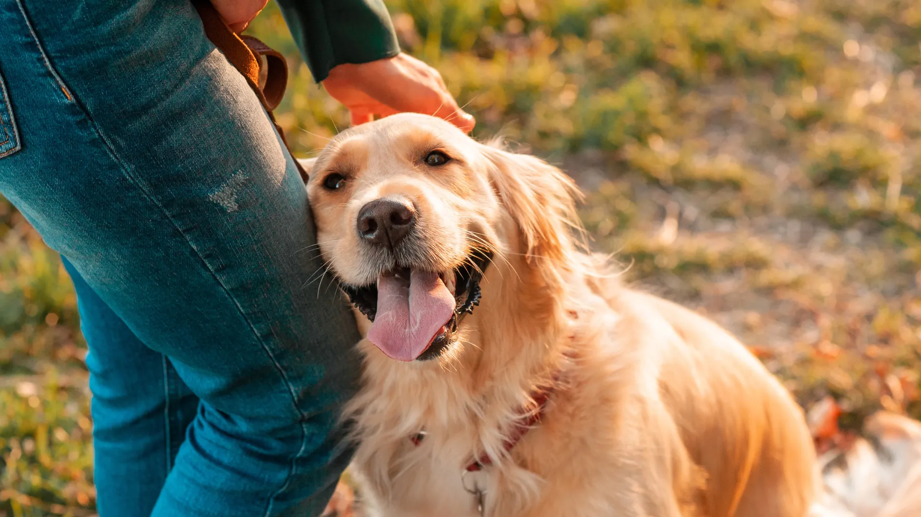 Âme loyale : voici avec quelle douceur votre chien vous montre combien il vous aime