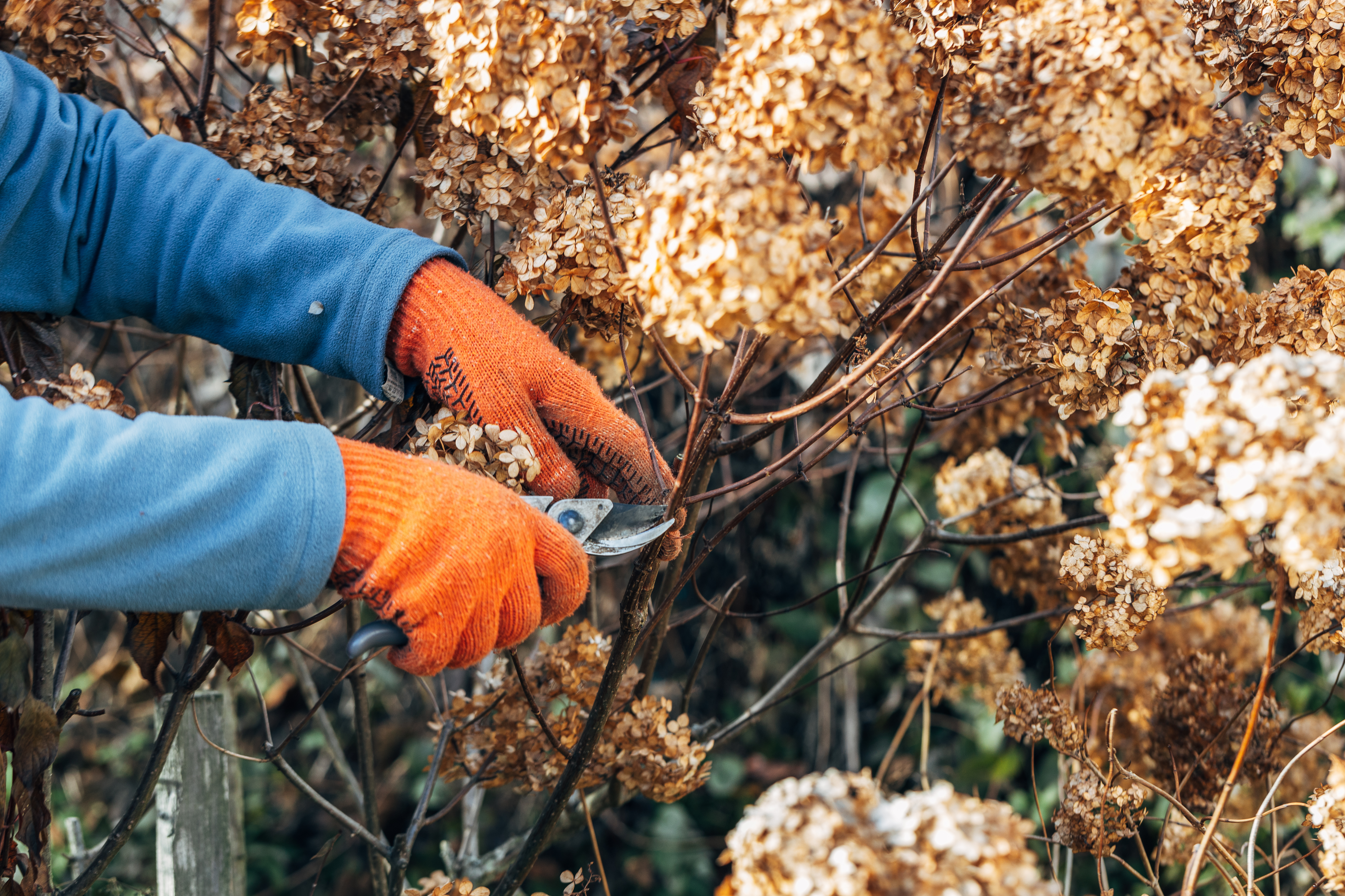 Panner Hydrangea: Si vous les coupez tellement maintenant, il fleurit plus luxuriant que jamais en été