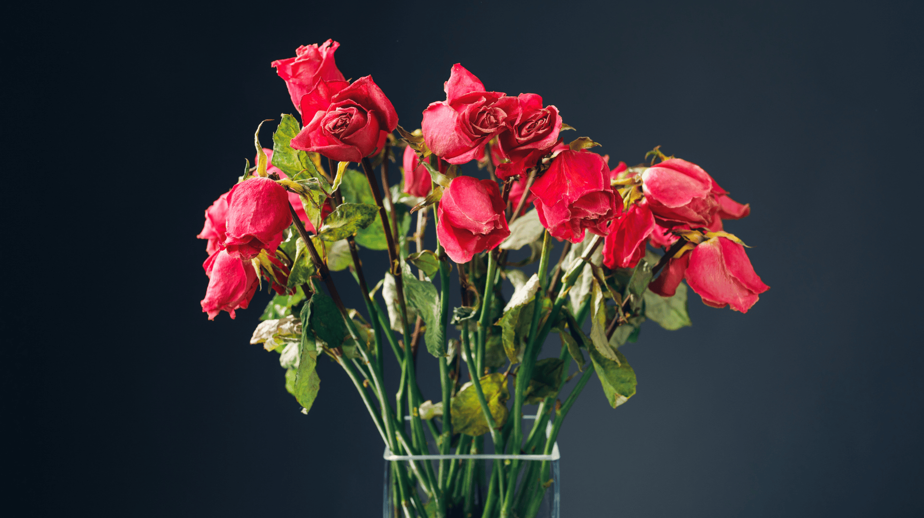 Les roses pendent la tête? Le fleuriste révèle comment ils restent frais plus longtemps