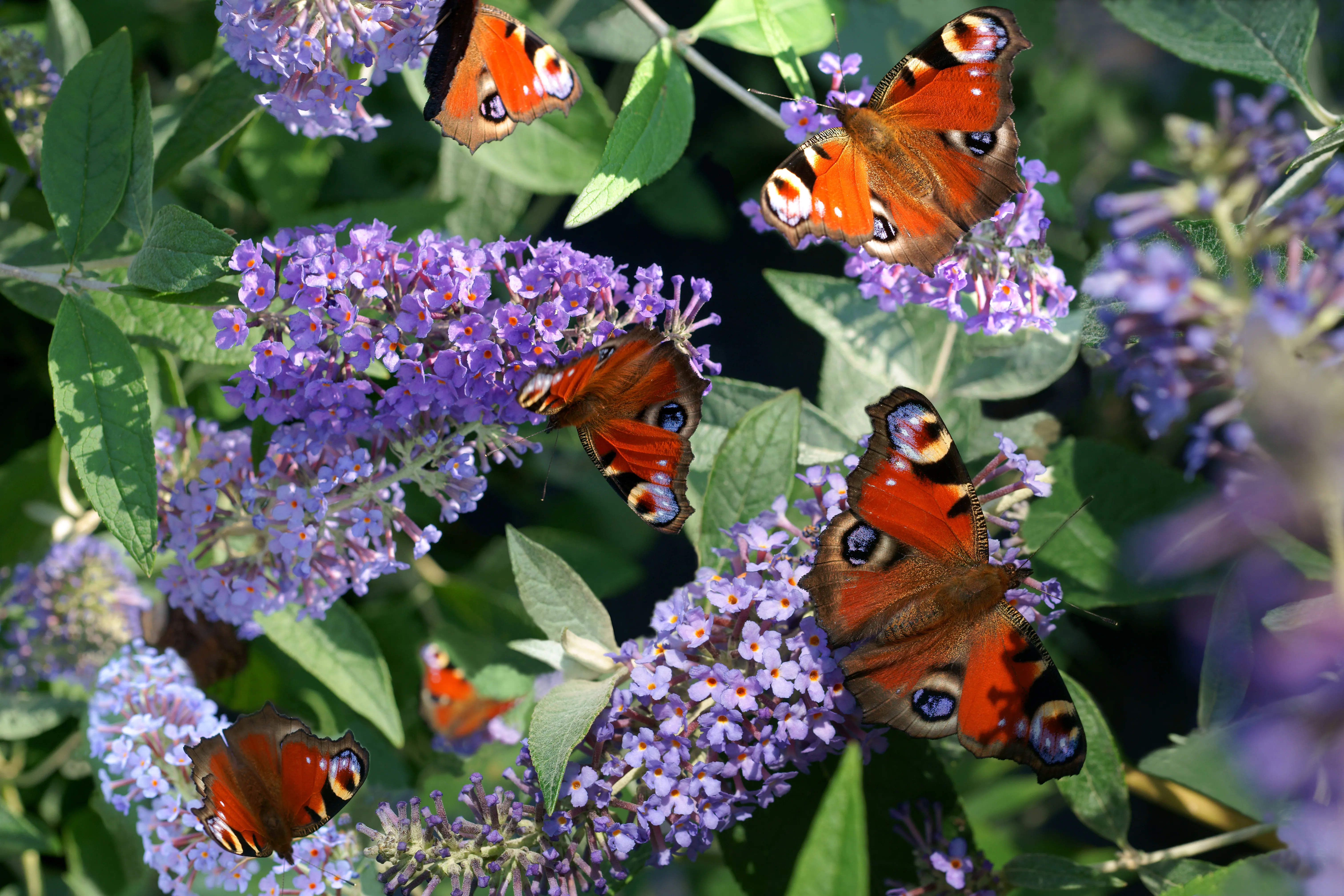 Coupez le lilas d'été: si vous continuez comme ça, vous découvrirez la fleur la plus somptueuse de l'été