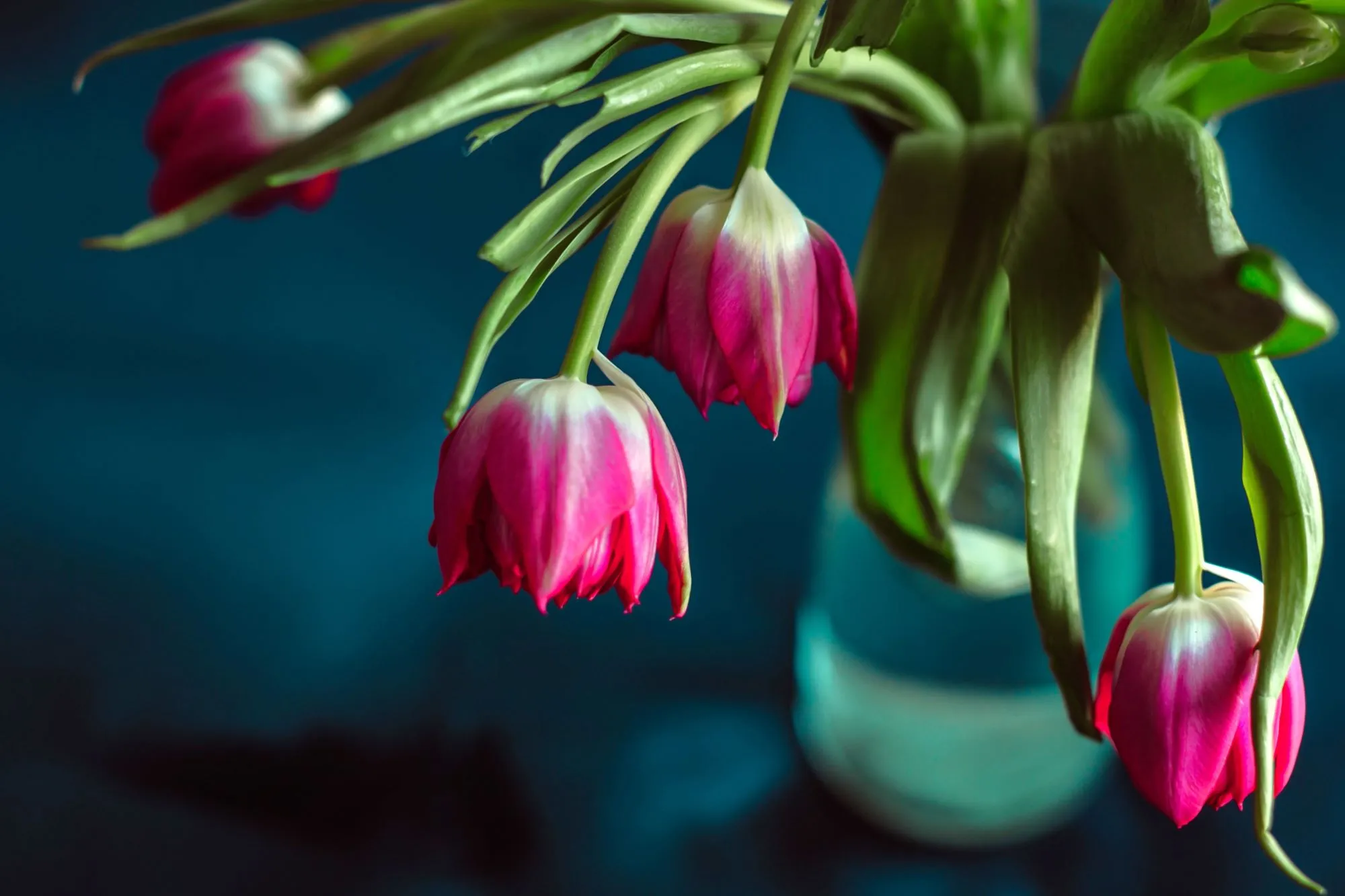 Les tulipes mettent la tête suspendue: les fleuristes jurent par ces astuces anti-endormies