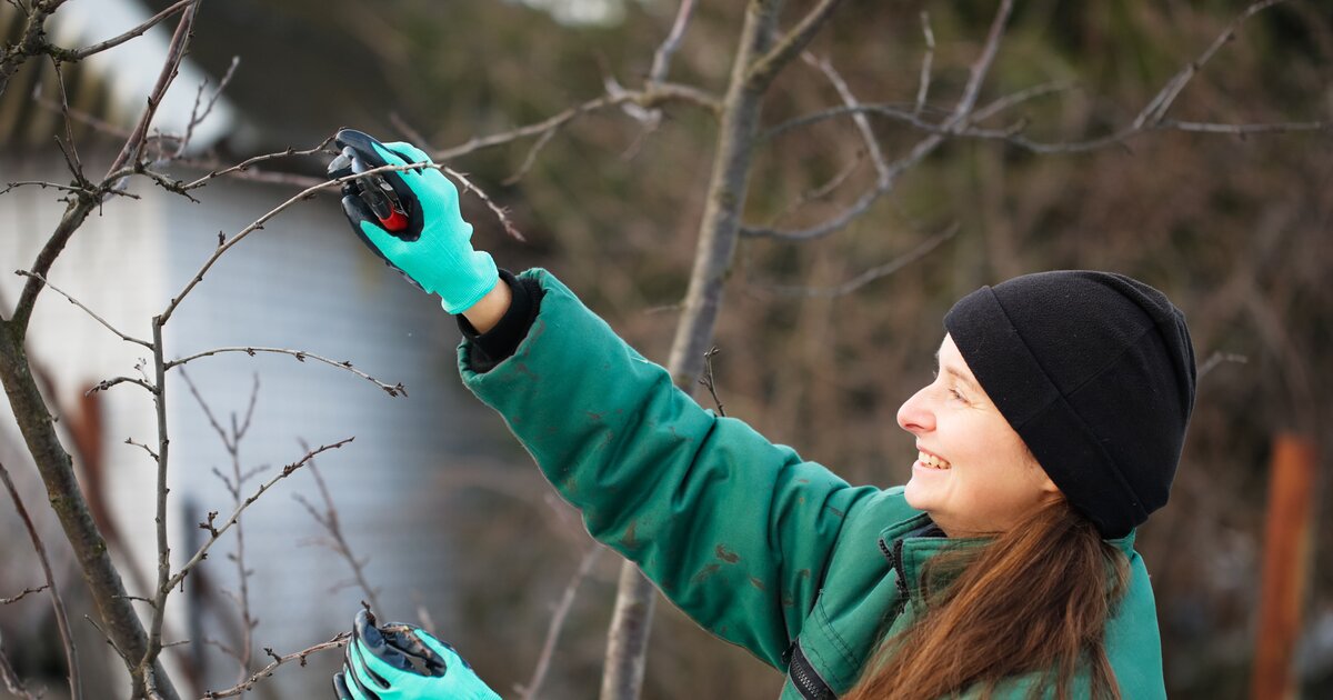 Jardin : 5 tâches à faire en janvier