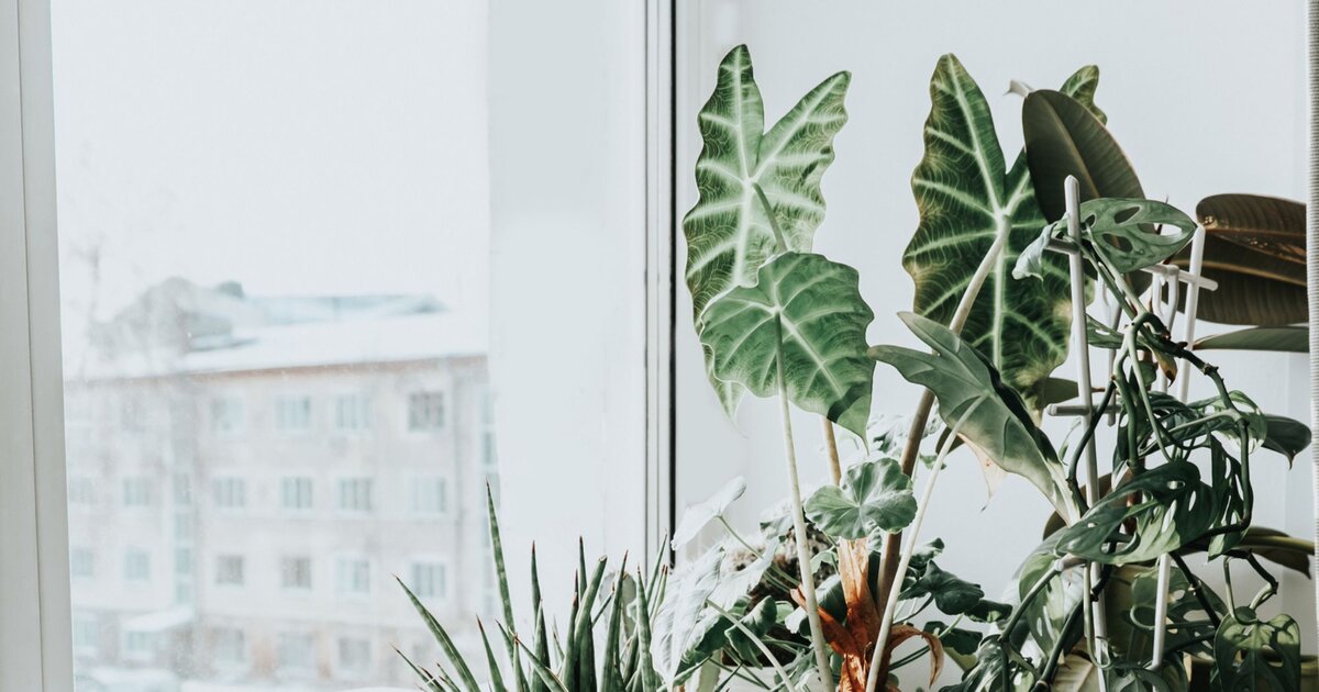 4 conseils pour bien entretenir vos plantes d'intérieur même en hiver